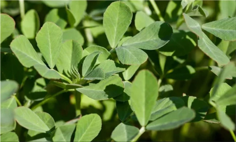Methi (Fenugreek)