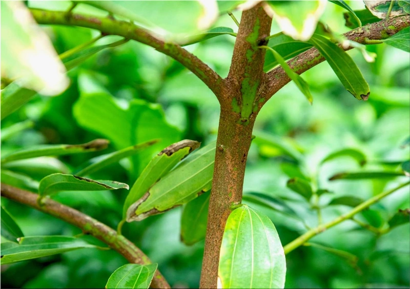 Cinnamon