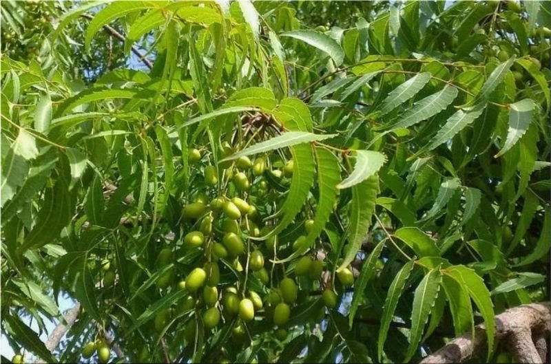 Neem